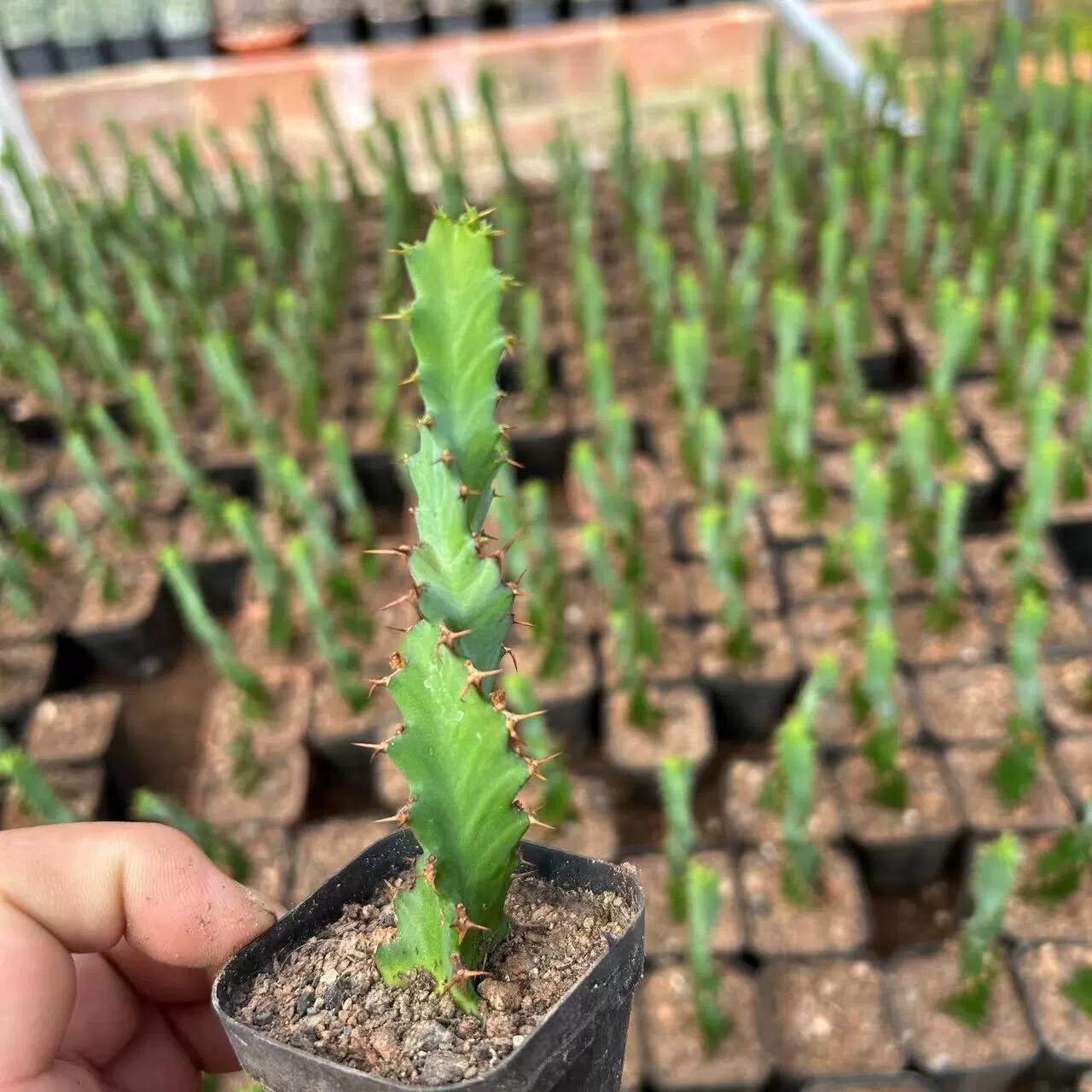 3PCS 8CM Succulent Cactus Plant Euphorbia Groenewdi Cactaceae Home Garden Plant