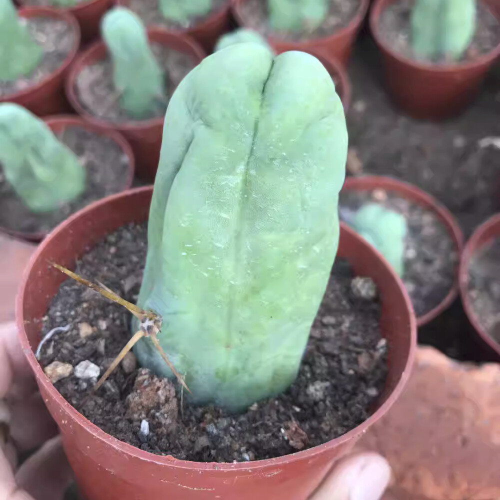 8CM Succulent Cactus Plant Eulychnia Castanea Male Sexy Cactaceae Home Garden