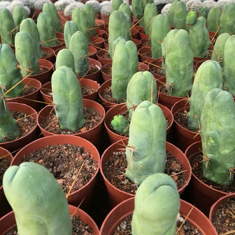 8CM Succulent Cactus Plant Eulychnia Castanea Male Sexy Cactaceae Home Garden
