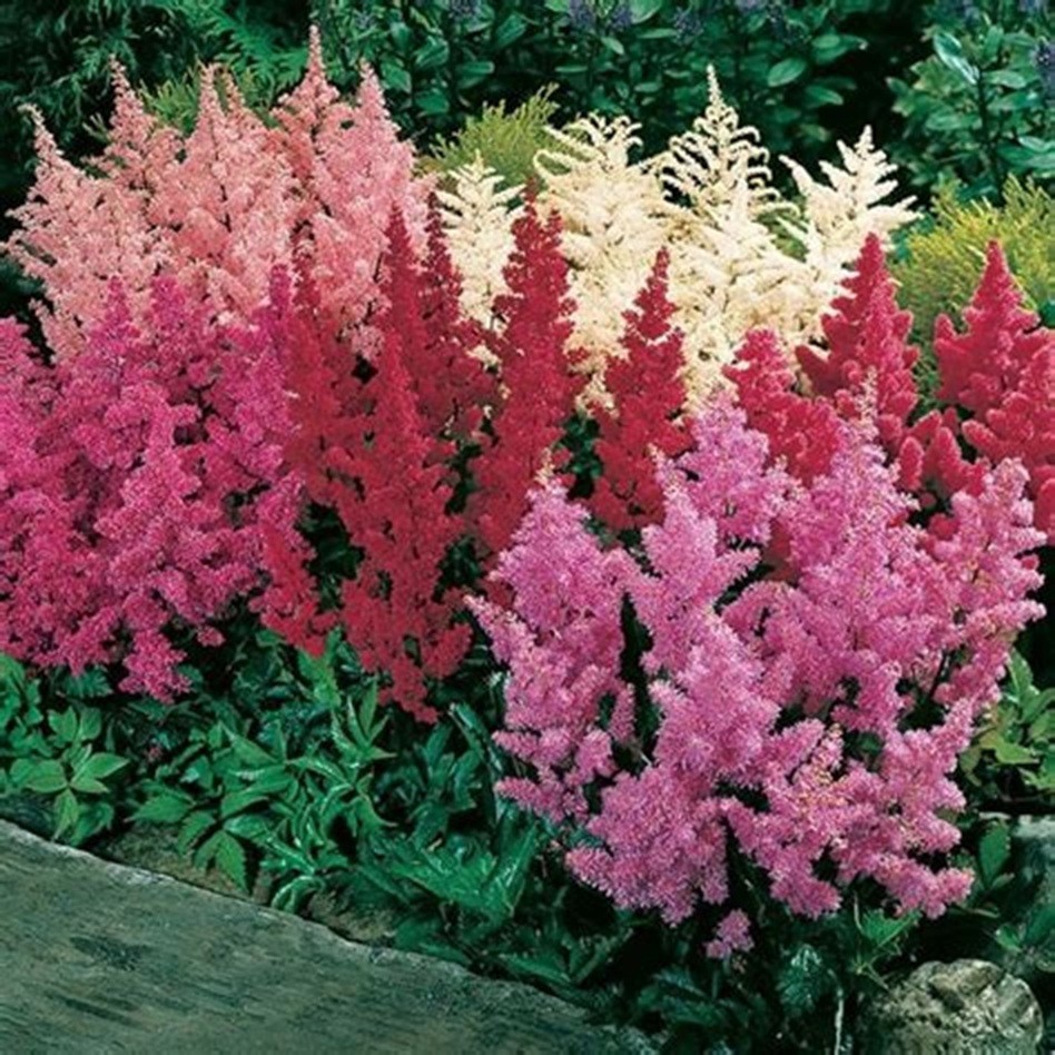 ASTILBE – 4 LIVE MIXED COLOR PLANTS – SEE DESCRIPTION – LOOK!