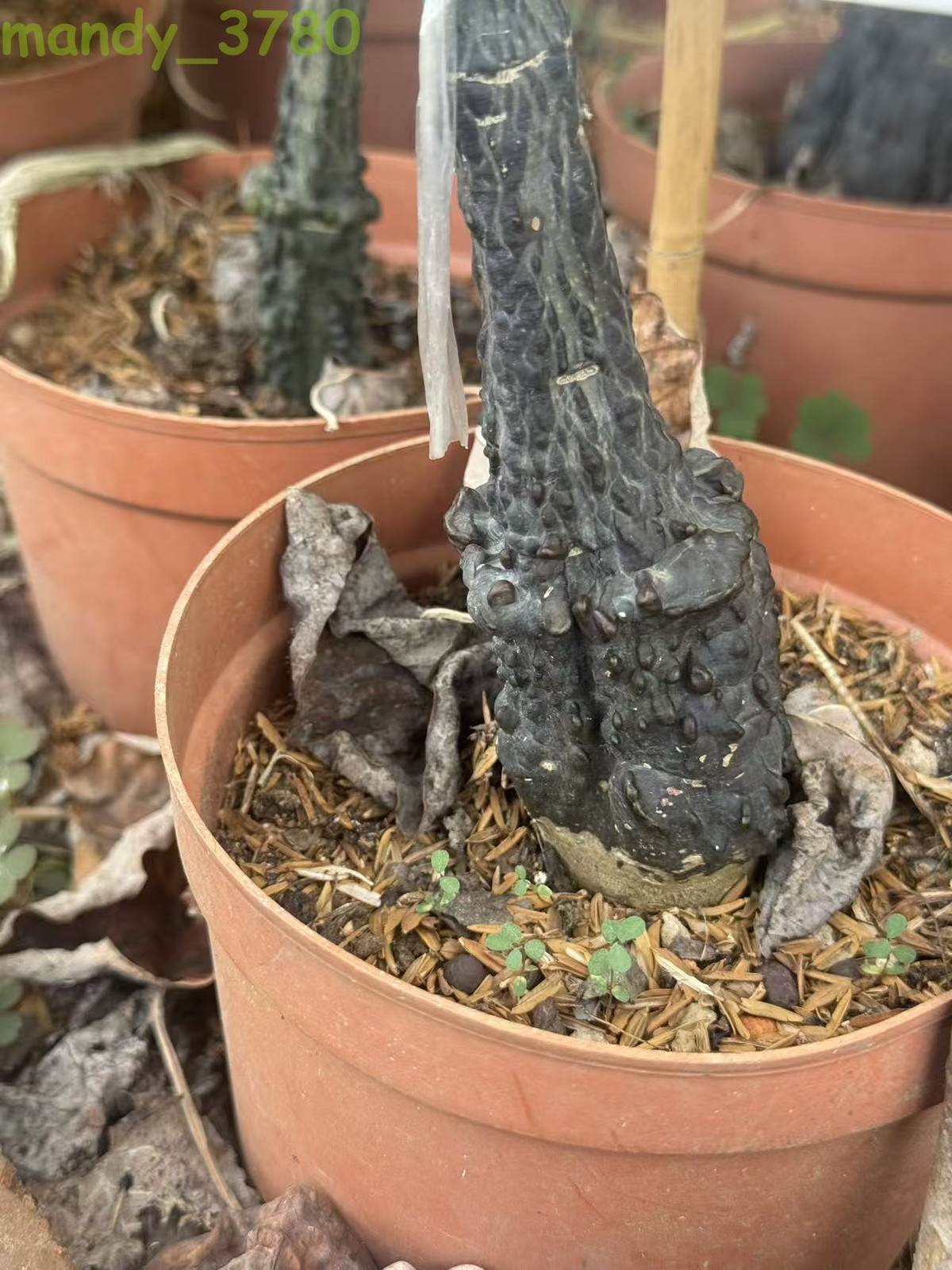 RarePlant Cacti Adenia stylosa redleaf Boutique Garden seedgrowth 4-5CM