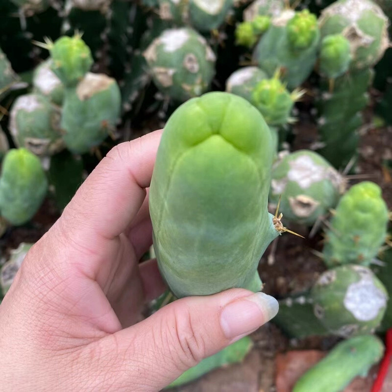 8CM Succulent Cactus Plant Eulychnia Castanea Male Sexy Cactaceae Home Garden