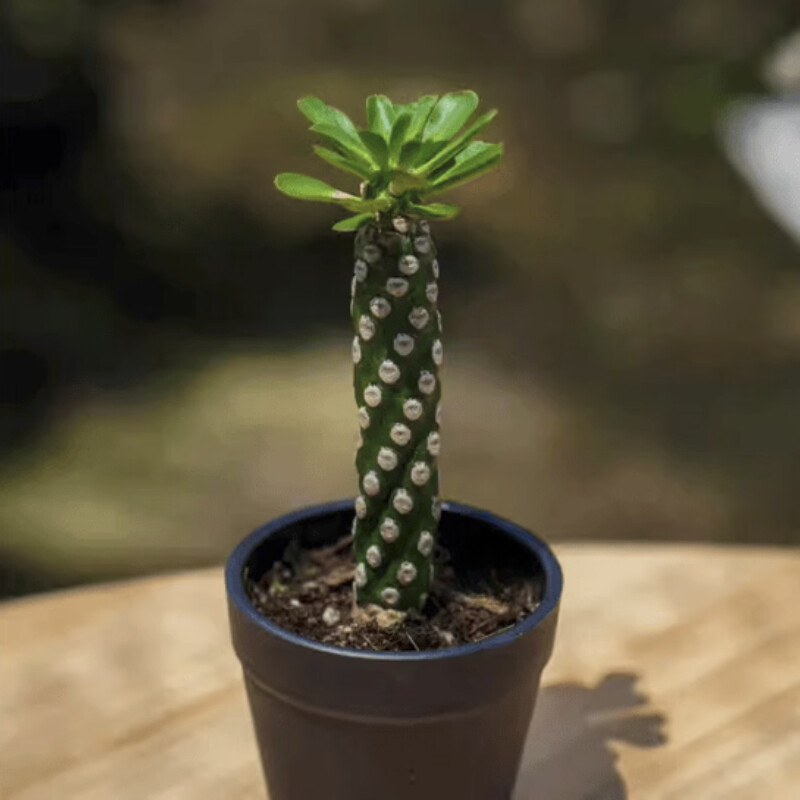 8CM Succulent Cactus Plant Euphorbia Royleana Spineless Euphorbiaceae Beautiful