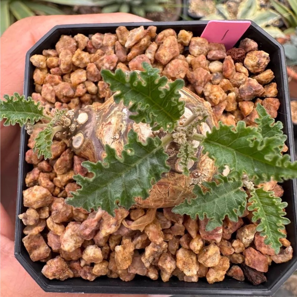 1PCS 4-5cm Seedgrowth Seedling Dorstenia Horwoodii Garden RareCactis Plant