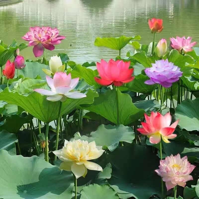 10pcs Pre-Sprouted Mixed Color Bonsai Bowl Lotus Ideal Indoor and Outdoor