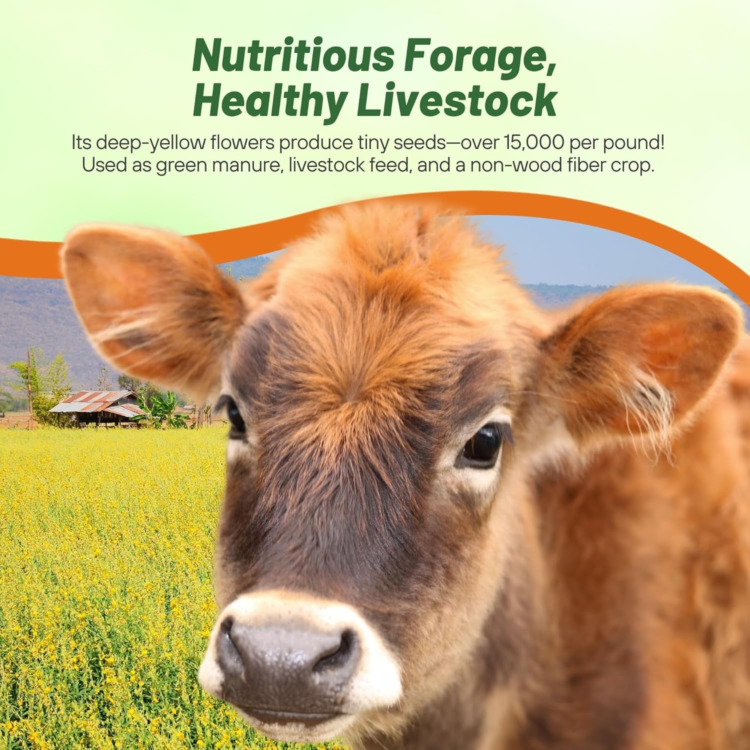 5 LBS Annual Sunn Hemp Pasture, Forage, and Cover Crop Seed
