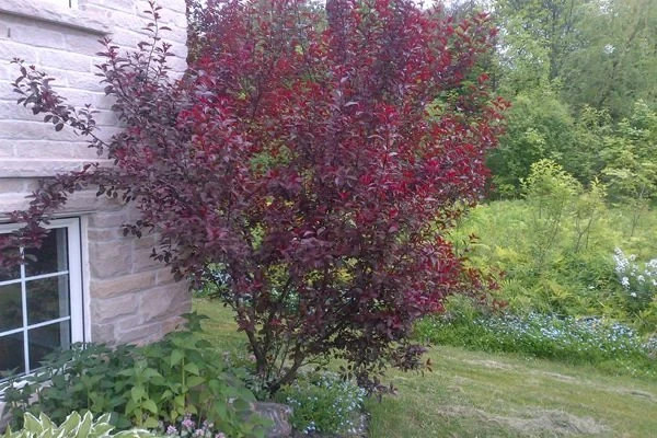 Purpleleaf Sandcherry 1 Live Plant in 3.5 Inch Pot