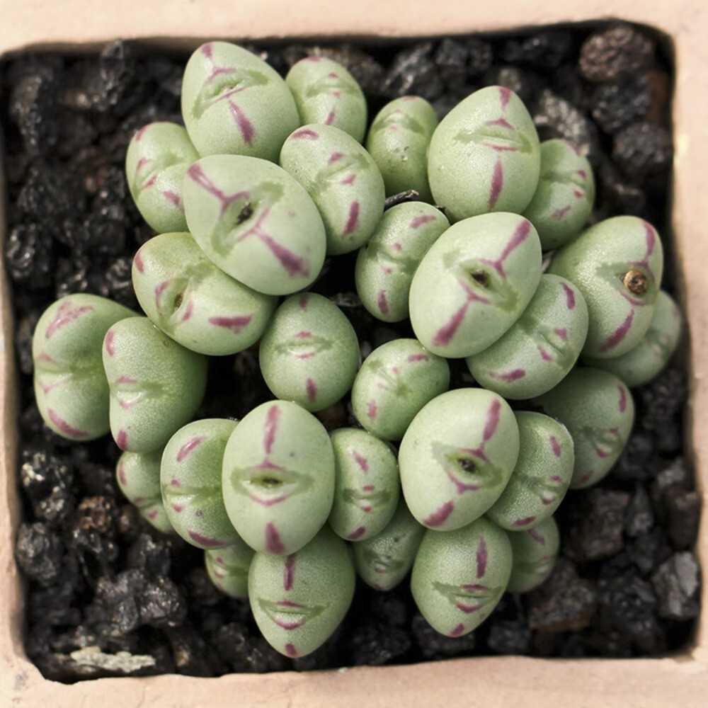 5CM Succulent Plant Conophytum Maughanii Aizoaceae (more than 20 Heads)Beautiful