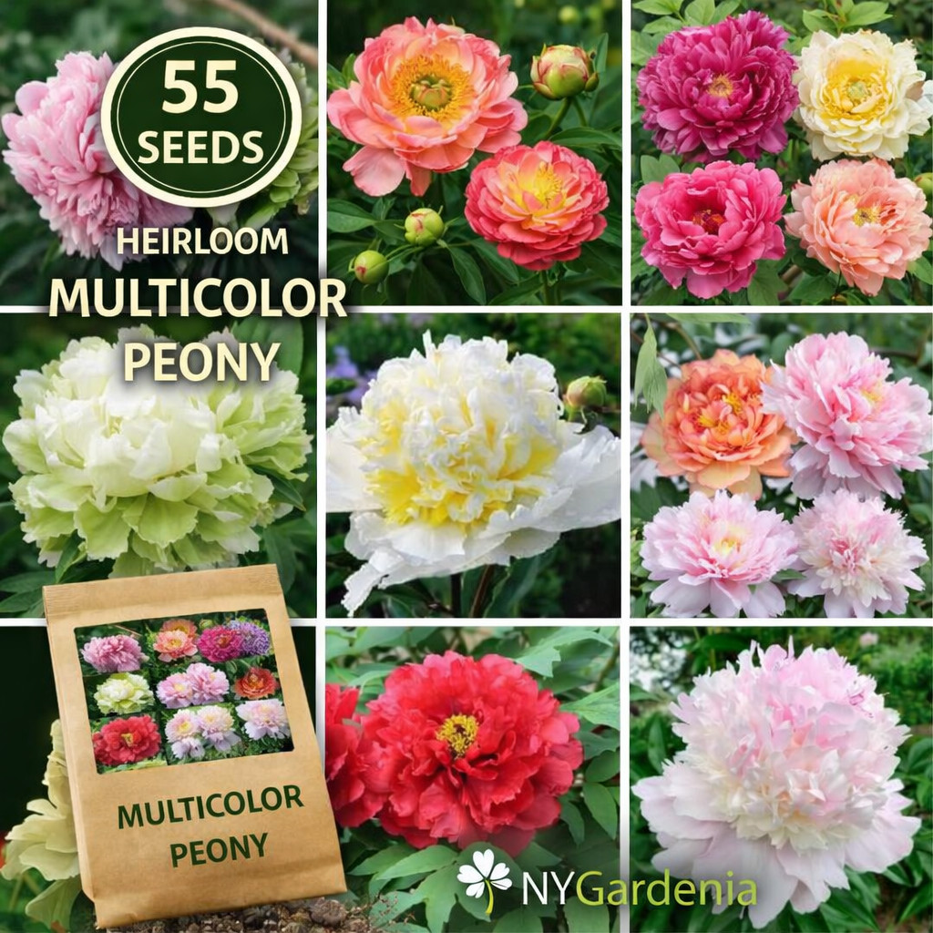 55 Multicolor Peony Seeds Heirloom Garden Flower Mix Easy Grow