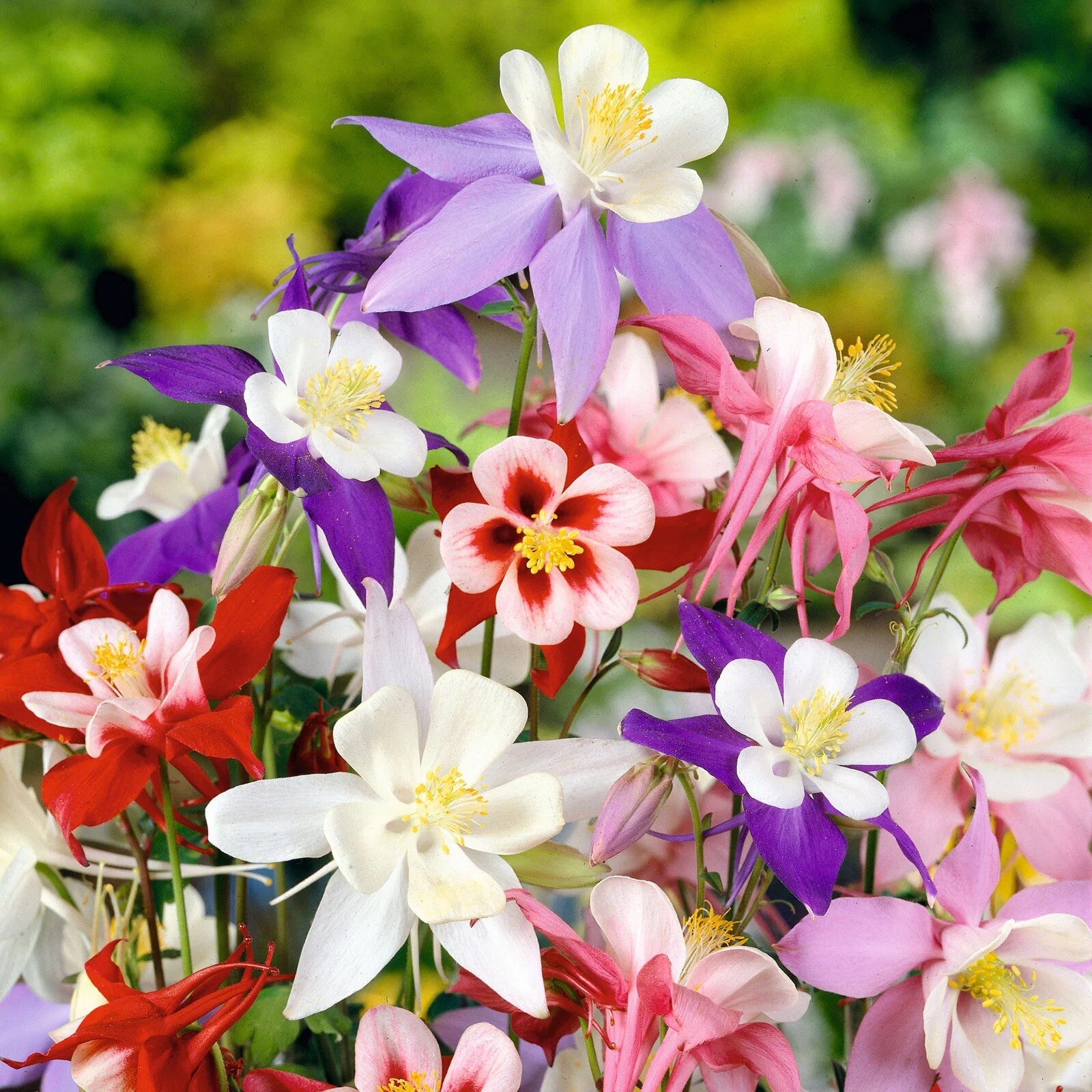 150++ COLUMBINE MCKANA GIANTS SEEDS |perennial FLOWER mixed COLORS FREE SHIPPING