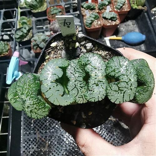 Haworthia Truncata Hybrid Succulent plants potted Home Garden Bonsai 6-8cm