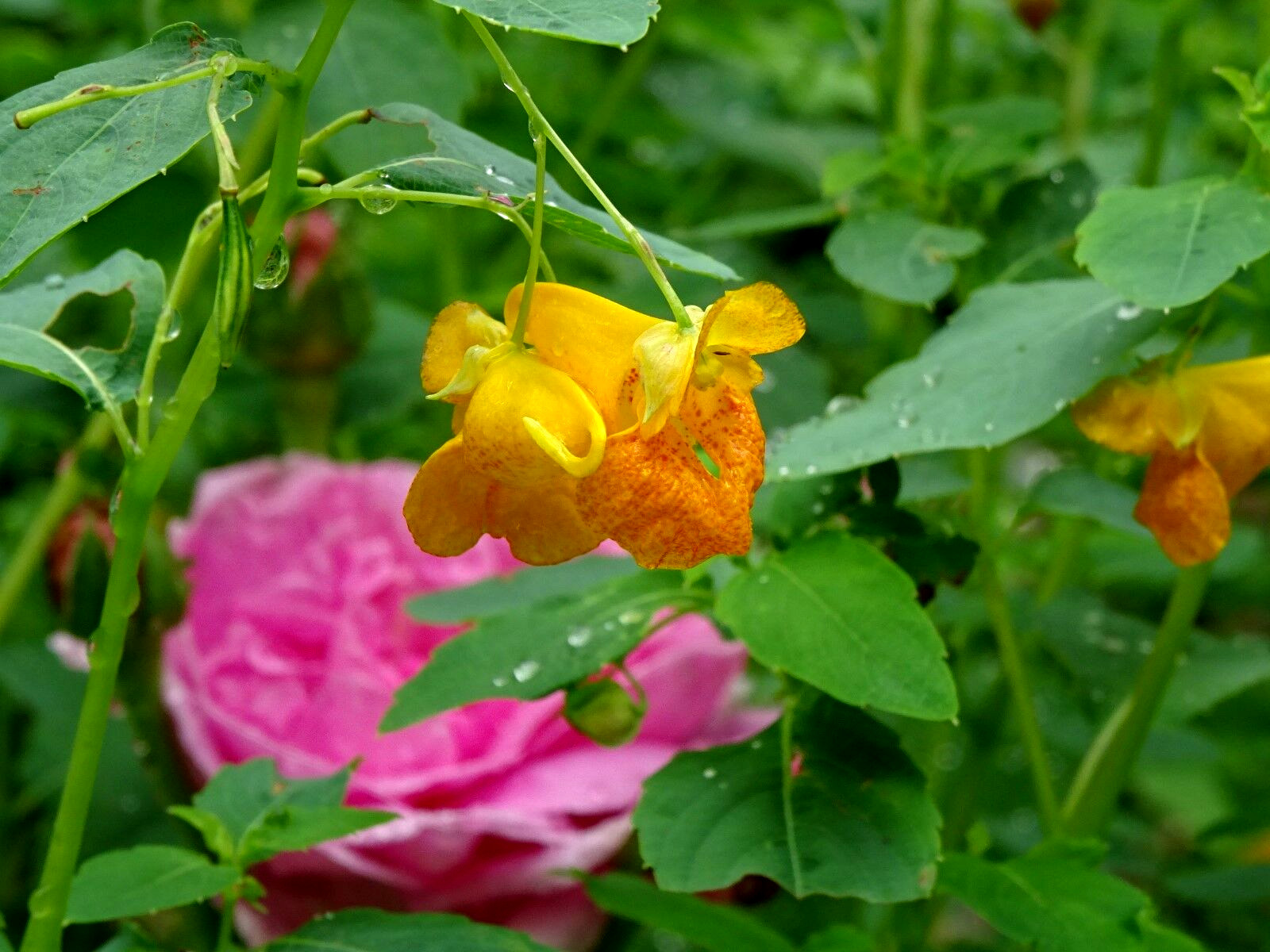 Jewelweed Impatiens Capensis TouchMeNot 40 seeds from 2023 Organic Hummingbirds