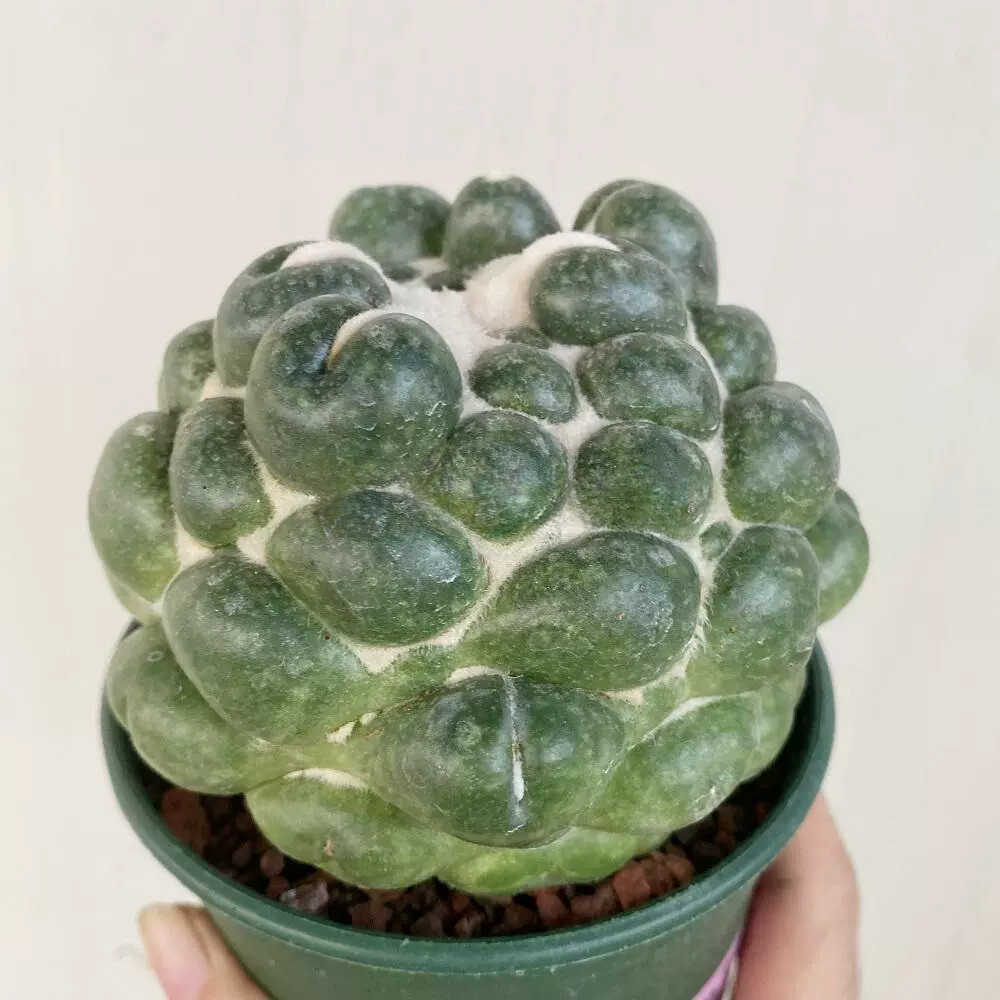 8CM Succulent Cactus Plant Coryphantha Elephantidens Stingless Cactaceae Plant