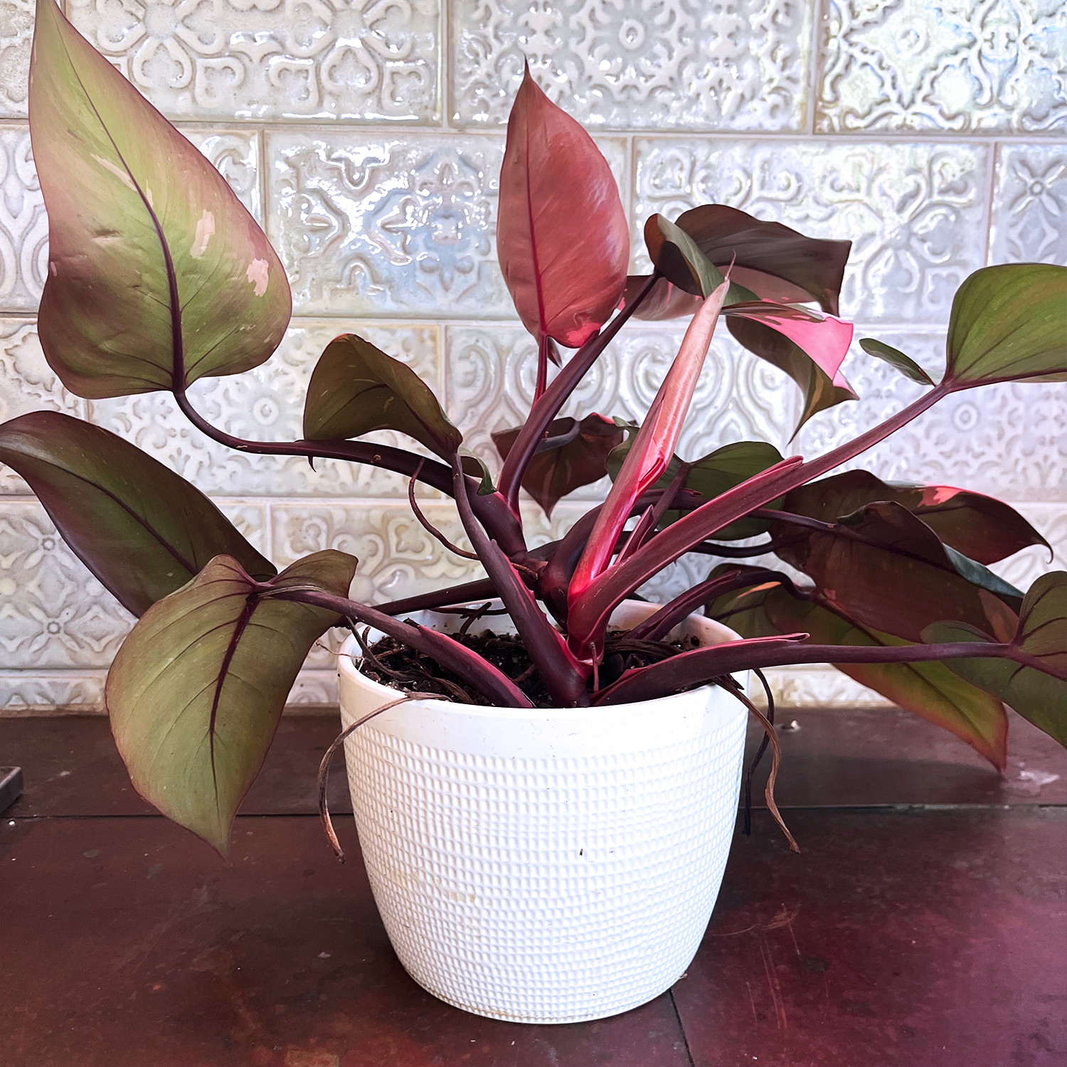 Pink Princess Philodendron Plant – FREE Shipping