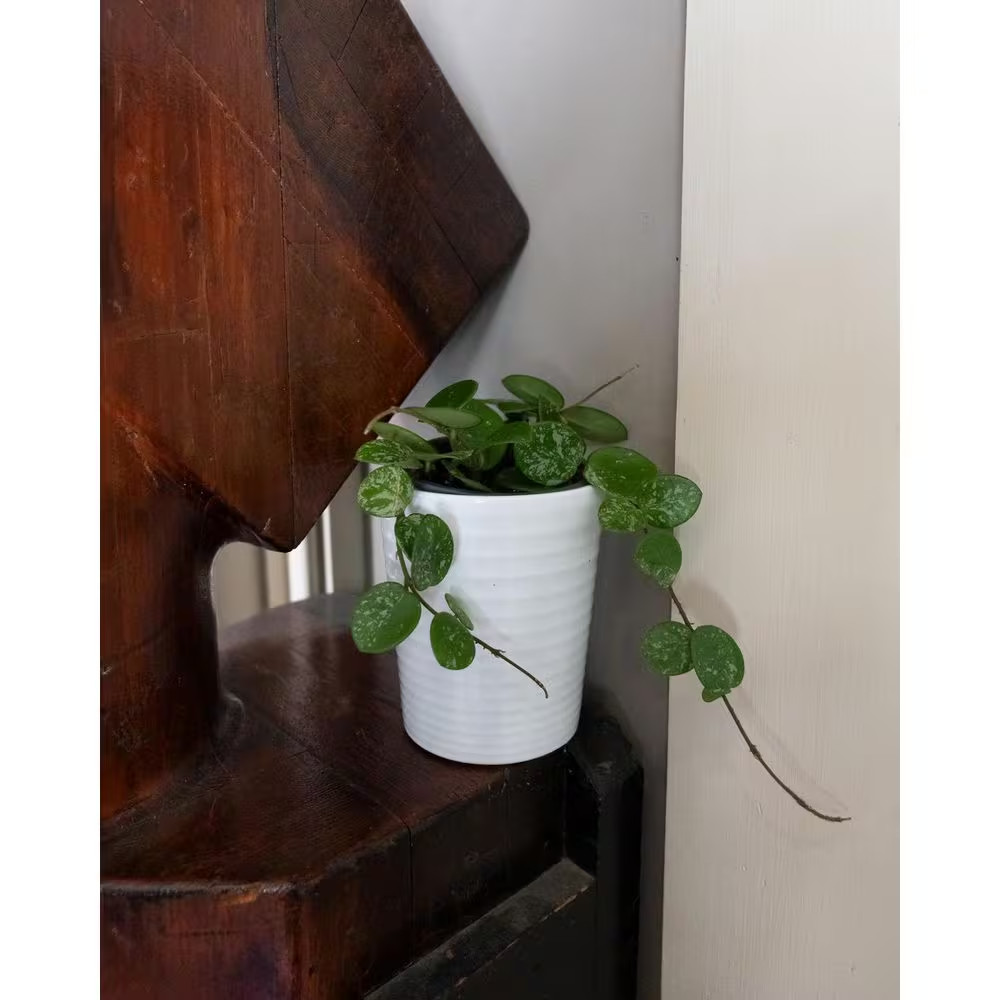 Endless Cascades Hoya Mathilde Splash Indoor Plant in 3.5 In. White Ceramic Cont