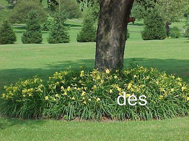 10+ Daylilies ~ HAPPY RETURNS ~ Continuous Yellow BLOOMING 10+ Daylily Plants