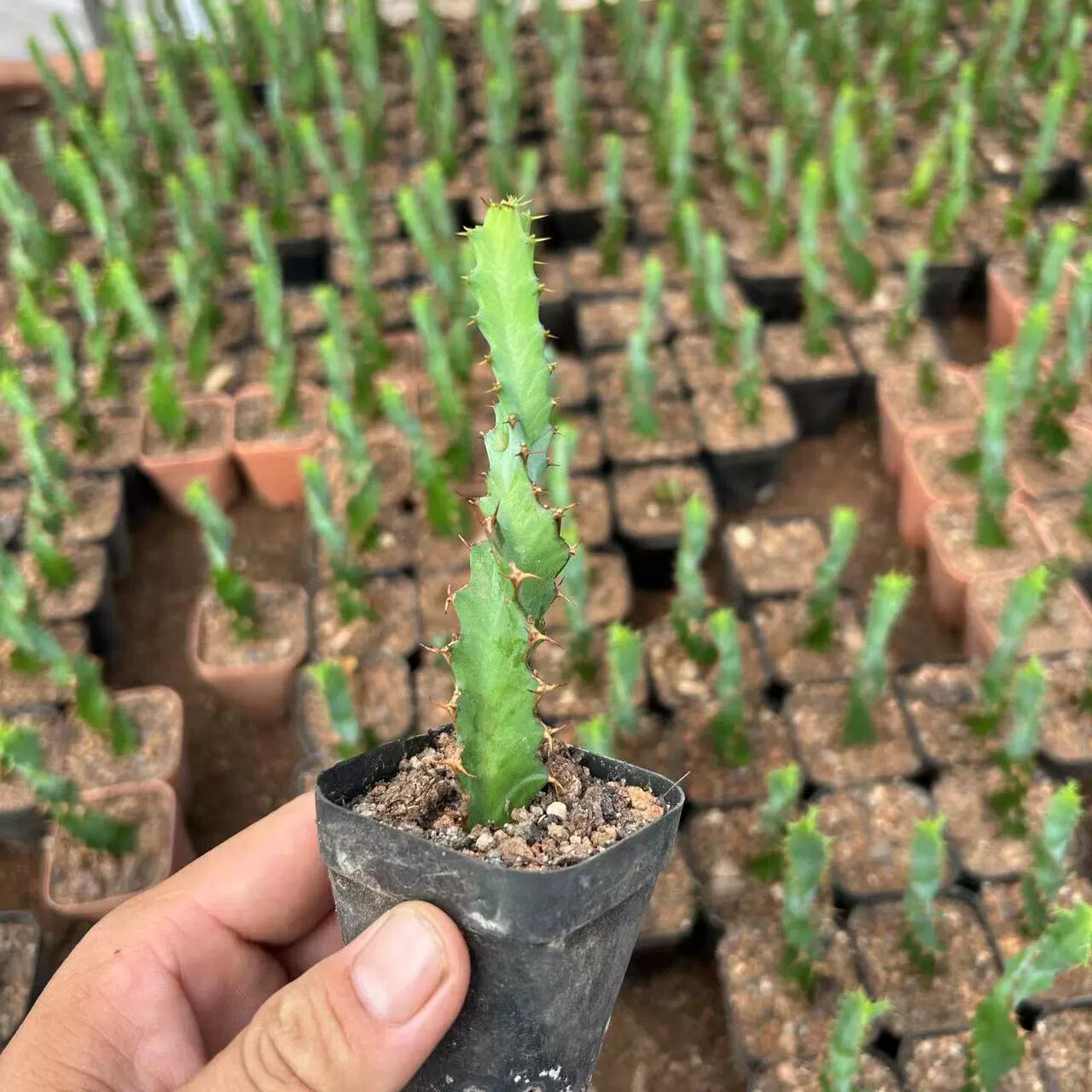 3PCS 8CM Succulent Cactus Plant Euphorbia Groenewdi Cactaceae Home Garden Plant
