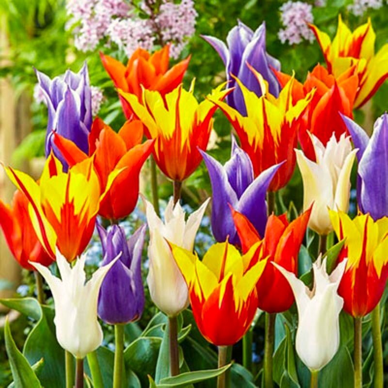 50 Tulip Flower Seeds Mixed Colors Much Less Money Than Bulbs