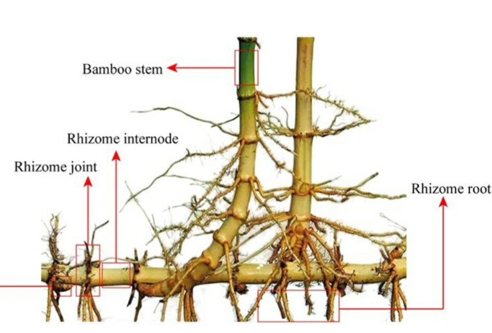 Black Timber Bamboo Nigra Daikokuchiku California Giant Bare Root Plant Rhizome