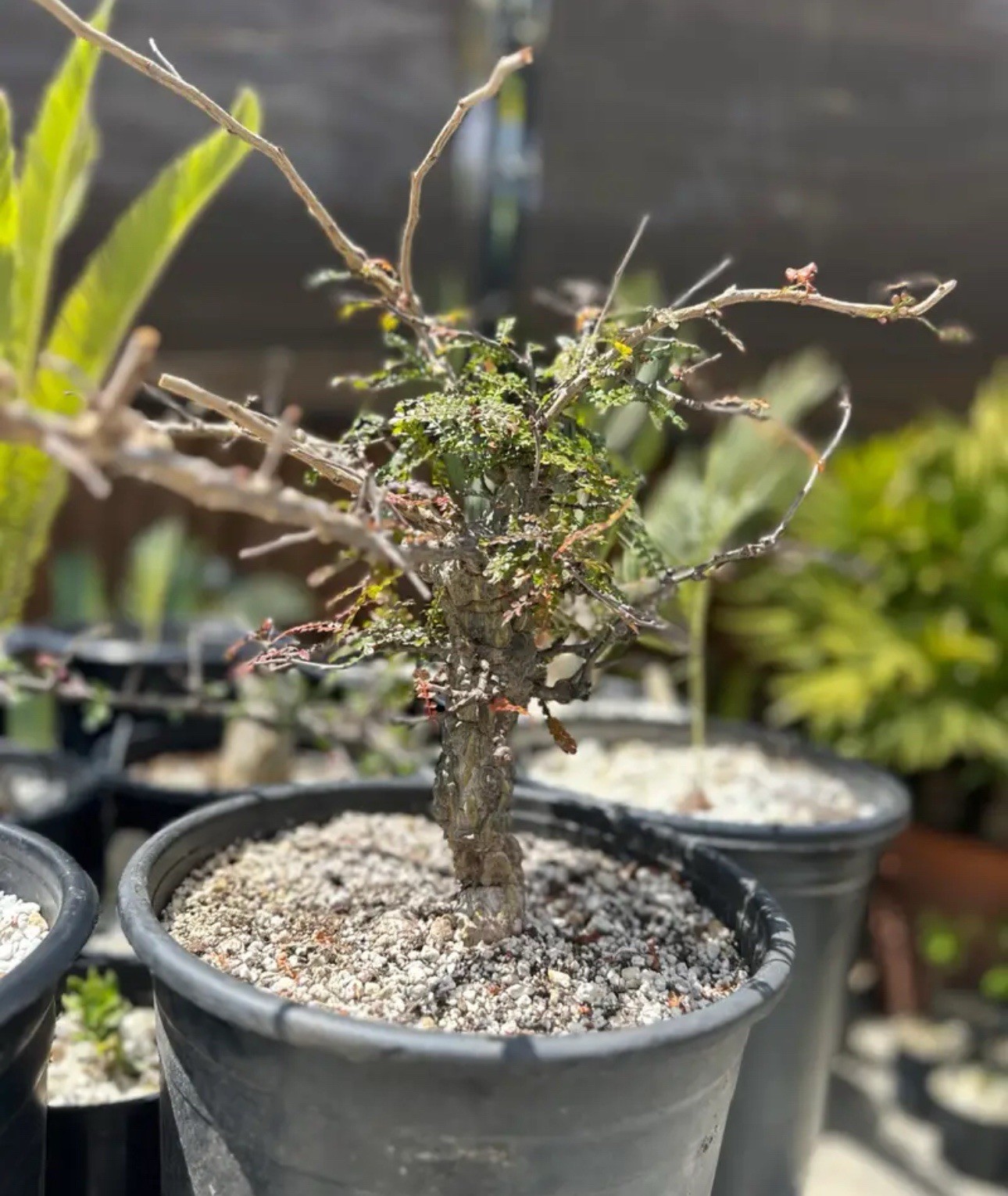 Operculicarya decaryi – Madagascar Elephant Tree – 3 years old