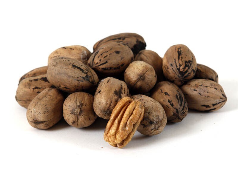 Northern Sweet Pecan Tree Seeds/Nuts (Carya illinoinensis) Hardy-Zone 5 Edible