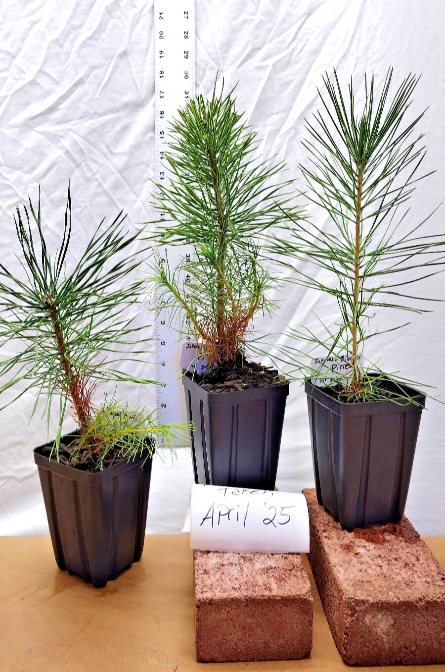 Japanese Black Pine 1 year old tree in nursery pot. Pinus thunbergii. Thunbergia