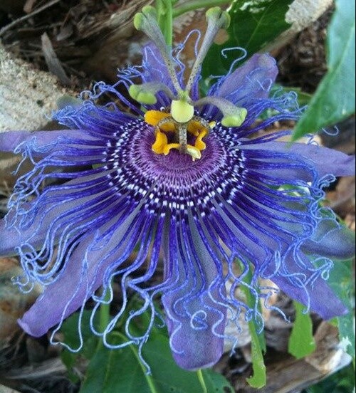 ~~MAYPOP PASSIFLORA~~Starter Plant~~Passiflora Incarnata~~BUTTERFLY HEAVEN!