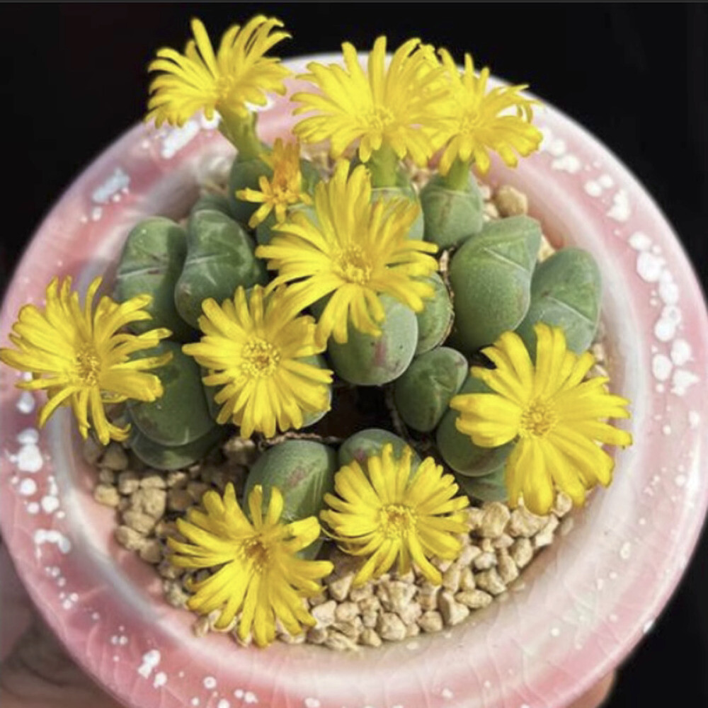 5CM Succulent Plant Conophytum Maughanii Aizoaceae (more than 20 Heads)Beautiful