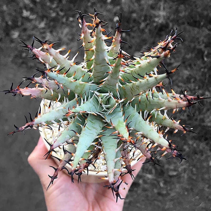 5CM Succulent Aloe Plant Aloe Erinacea Liliaceae Home Garden Beautiful Plant