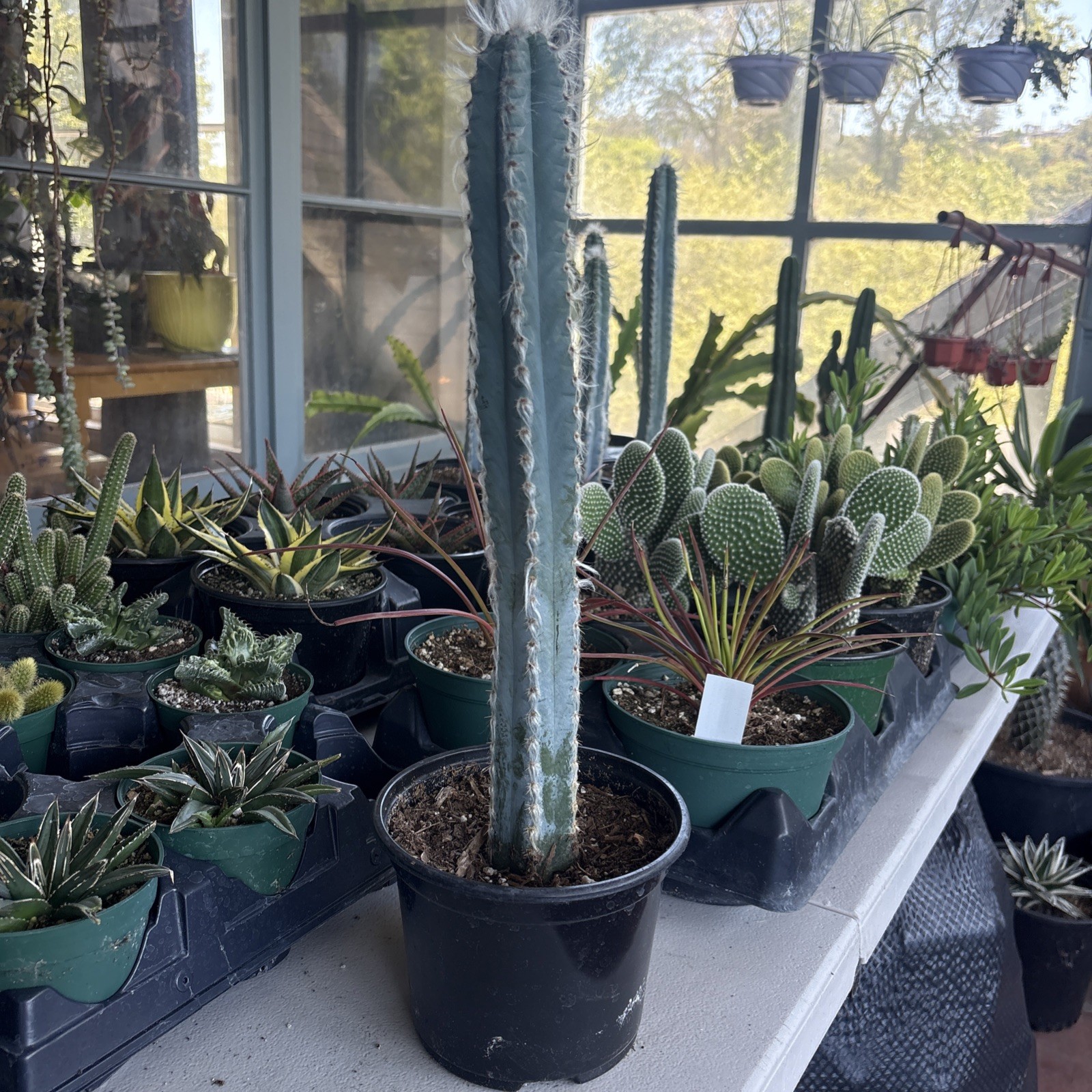 Pilosocereus Pachycladus F. Ritter ( Large 14 in )