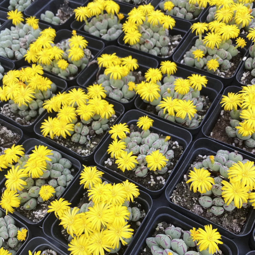 5CM Succulent Plant Conophytum Maughanii Aizoaceae (more than 20 Heads)Beautiful