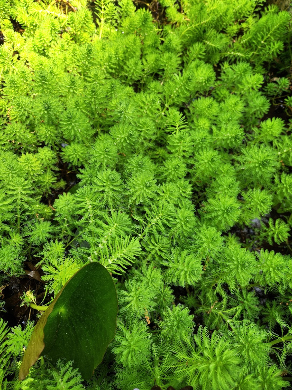 12+ Parrot’s Feather Aquatic Surface Pond Plant