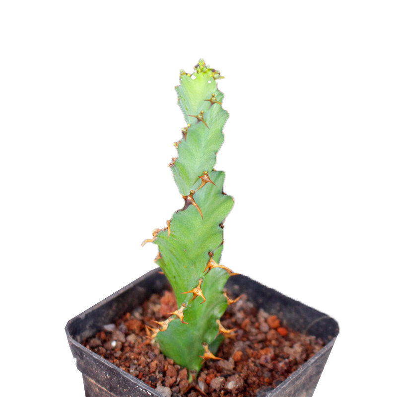 3PCS 8CM Succulent Cactus Plant Euphorbia Groenewdi Cactaceae Home Garden Plant