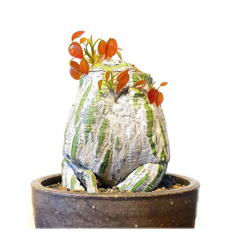 Cactus Succulent Plant Pseudobombax ellipticum Beautiful Home Garden Plant 4-5CM