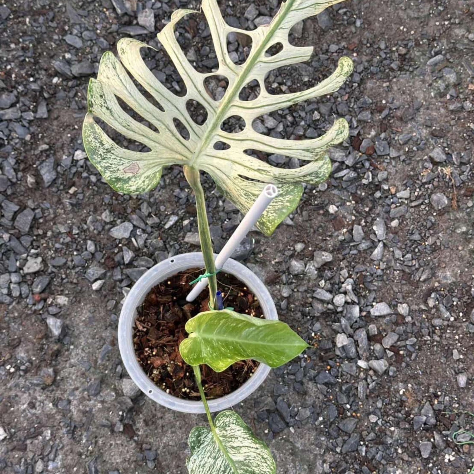 Monstera Devil Monster Albo House Variegated Rare Tropical Starter Plant Cutting
