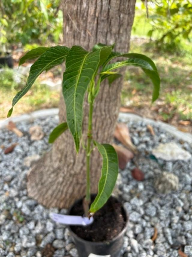 GRAFTED (SUPER RARE) THAI PURPLE NAM DOC MAI/SI MEUANG 12″ OR MORE TALL