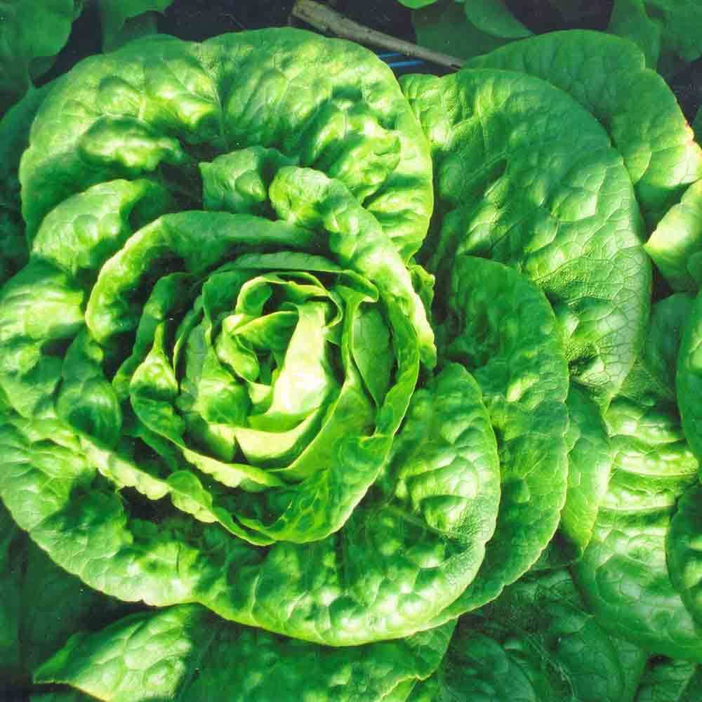 Bibb Lettuce Seeds, Butterhead, Limestone Lettuce, NON-GMO, FREE SHIP