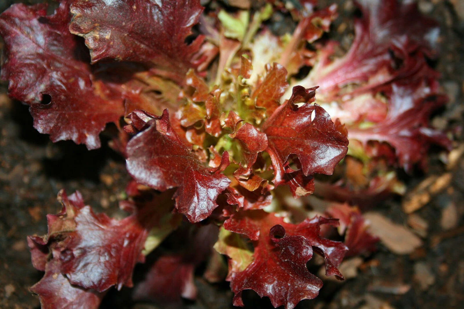 1000+ RUBY LETTUCE SPRING MIX SALADS GARDEN VEGETABLE HARDY HEIRLOOM NON-GMO USA