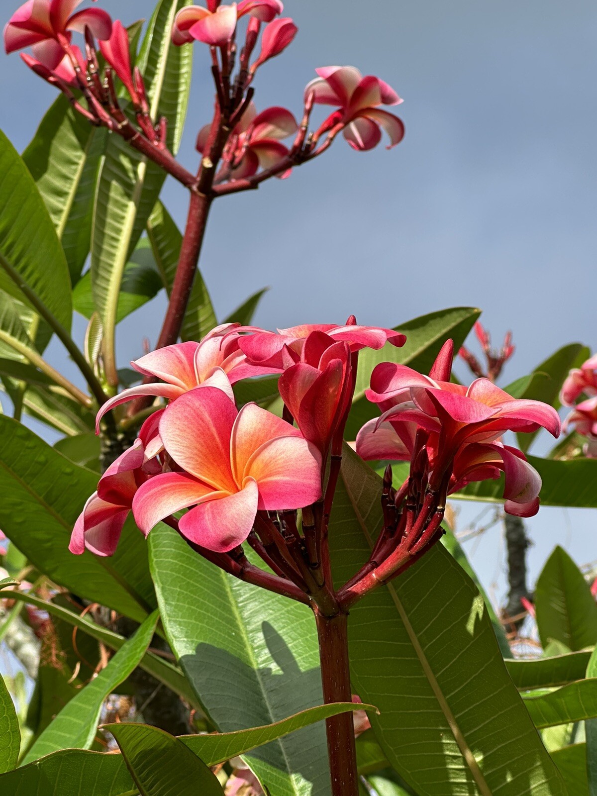 Pink Plumeria Fresh Starter Cutting Double Head Width Varies 10inch x1