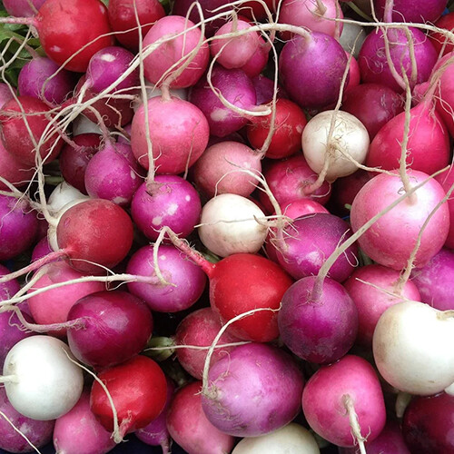 Easter Egg Radish Seeds | Heirloom / Non-GMO | Free Shipping | Seed Store | 1093