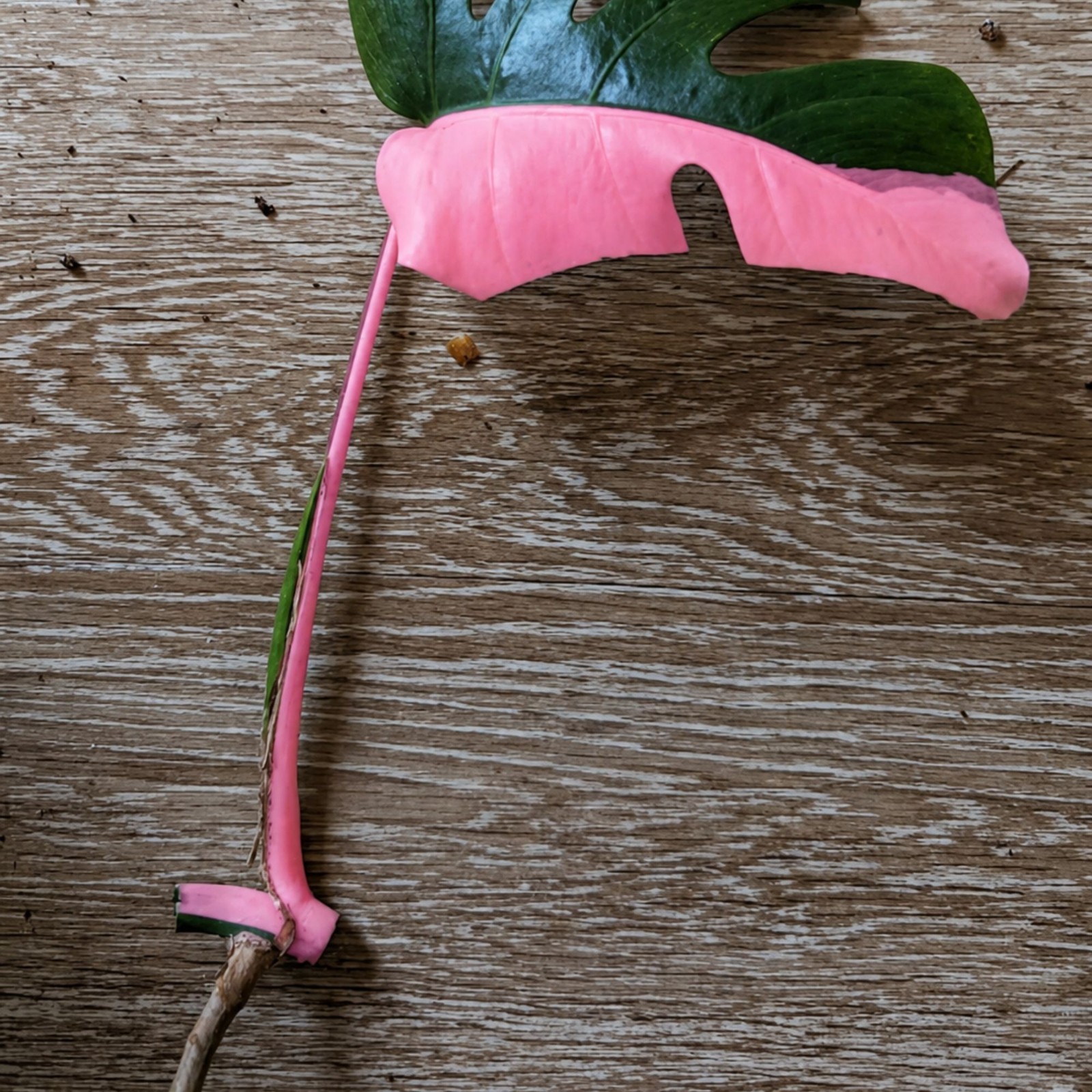 Monstera Pink Half Moon Rare Live Variegated Starter Plant Cuttings Houseplant