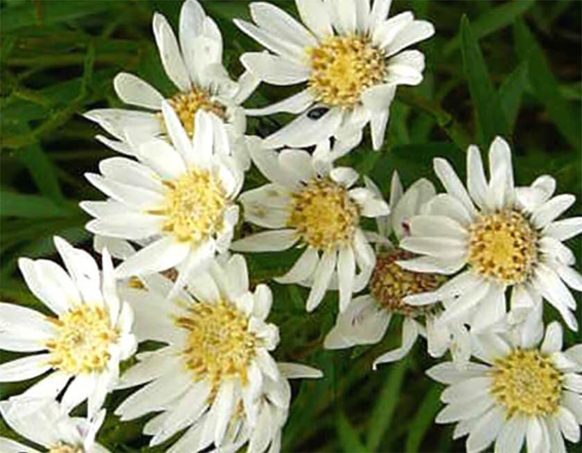 ASTER, WHITE UPLAND Perennial Xeriscape Full Sun Fall Blooms Non-GMO 200 Seeds