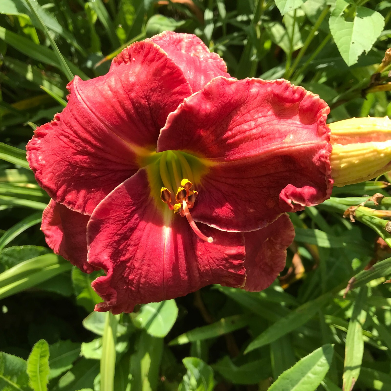 Assorted Daylilies, Mixed Daylilys, perennial’s return every year multiplying