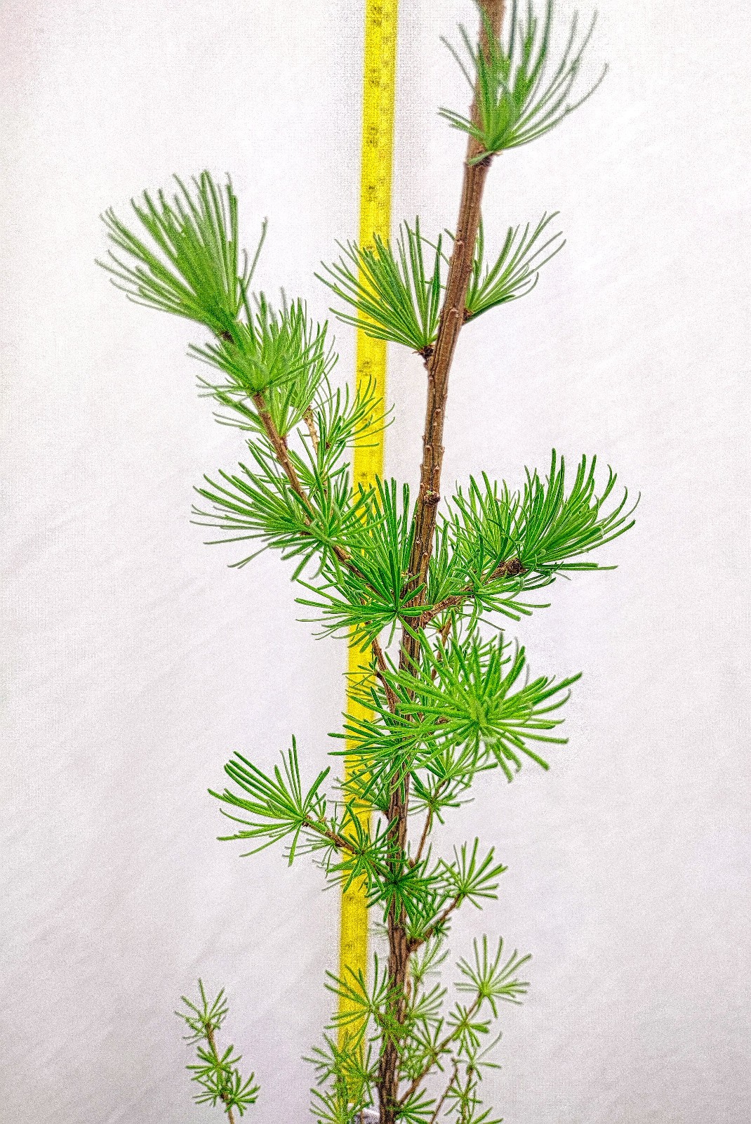 Japanese Larch 1 Year old Potted Tree. Pre Bonsai or Landscape. Larix Kaempferi.