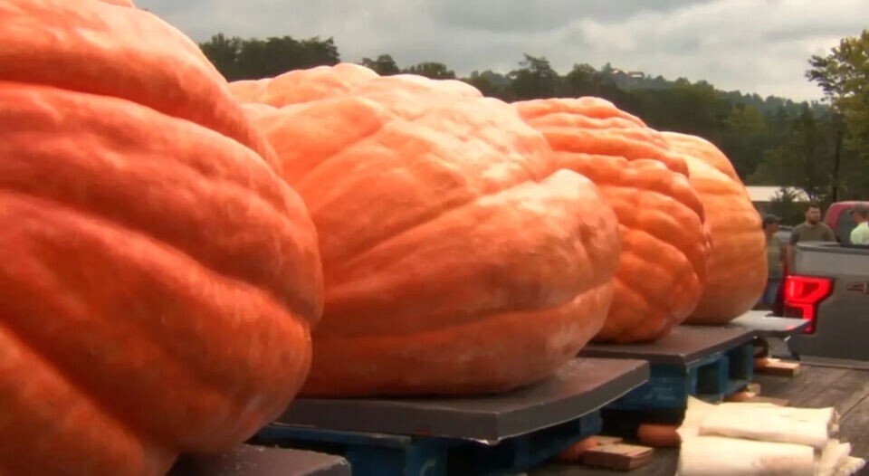10 Dill’s Atlantic Giant Pumpkin Seeds – Heirloom —- WORLD RECORD — NON GMO