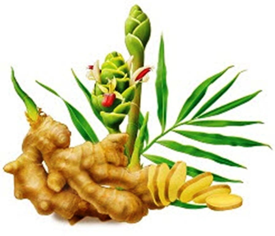 6 oz Preserved Red Ginger Natural Asian Chinese Snack Free Shipping
