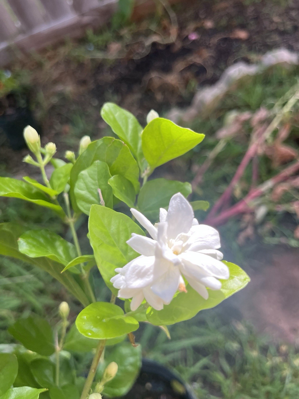 3 Years Old big Size Double Petals Jasmine Fragrant In 3 Gallons Pot 24 In Tall