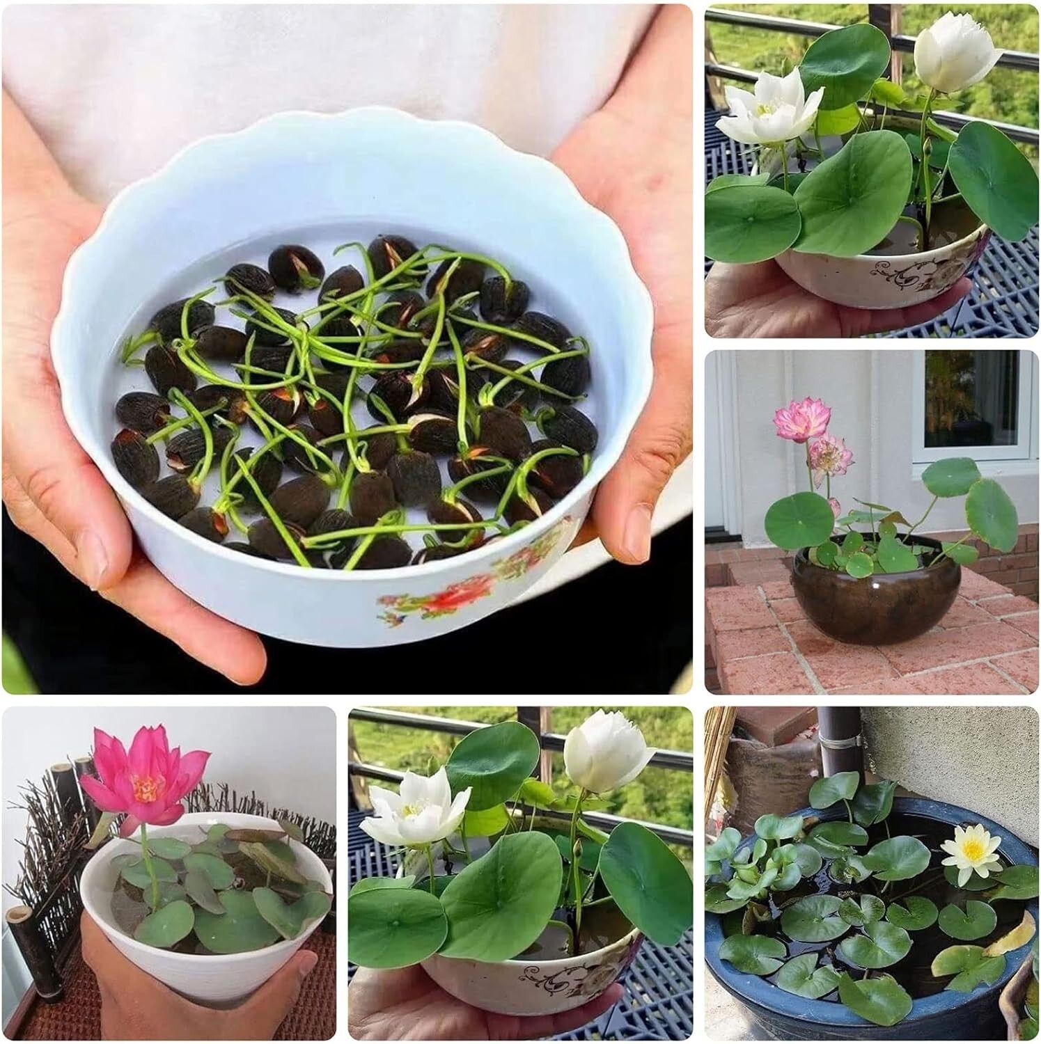 10pcs Pre-Sprouted Mixed Color Bonsai Bowl Lotus Ideal Indoor and Outdoor