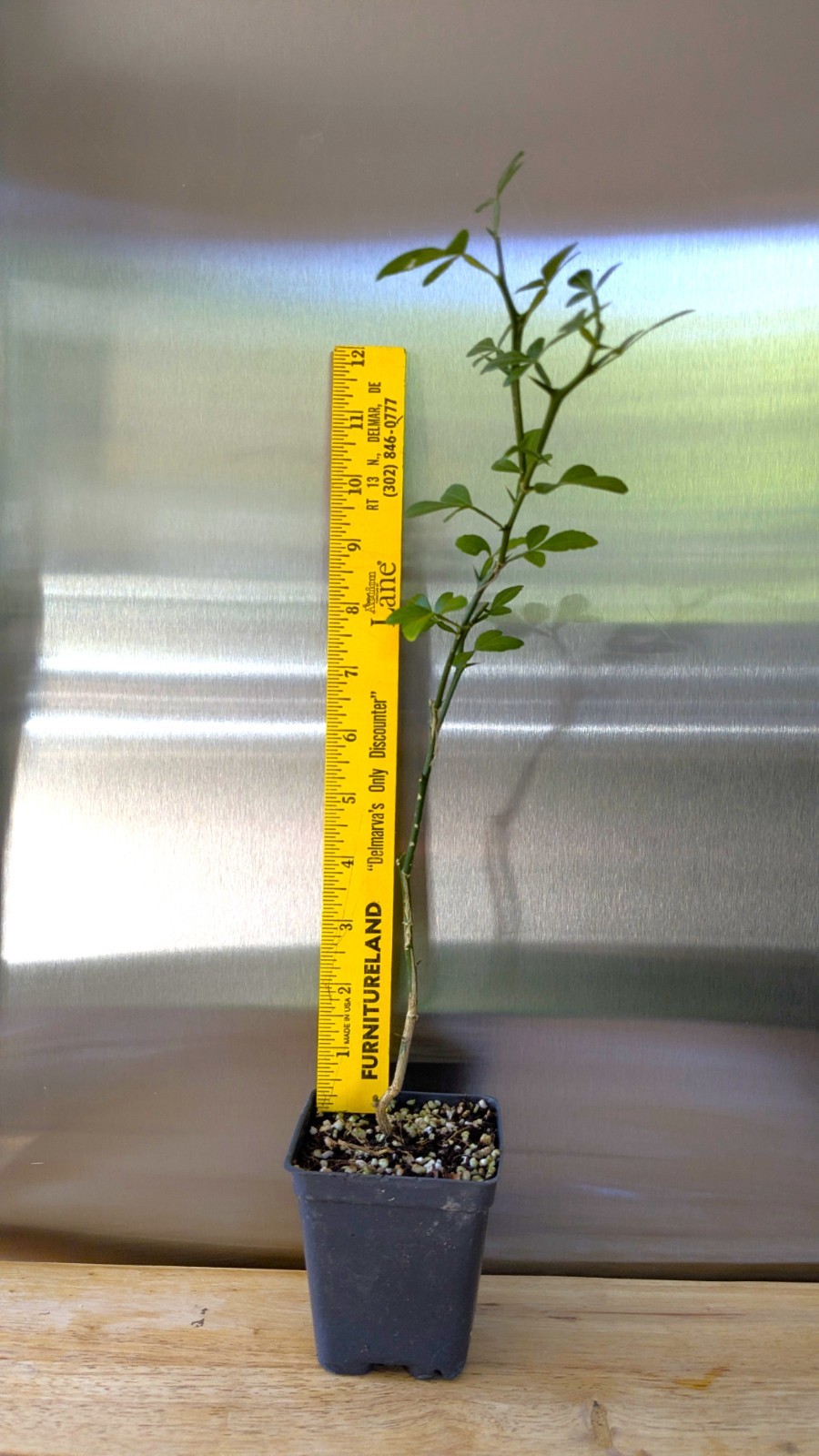 Hardy Orange Live Tree seedling (1 feet tall, 1 Qt pot) Citrus trifoliata