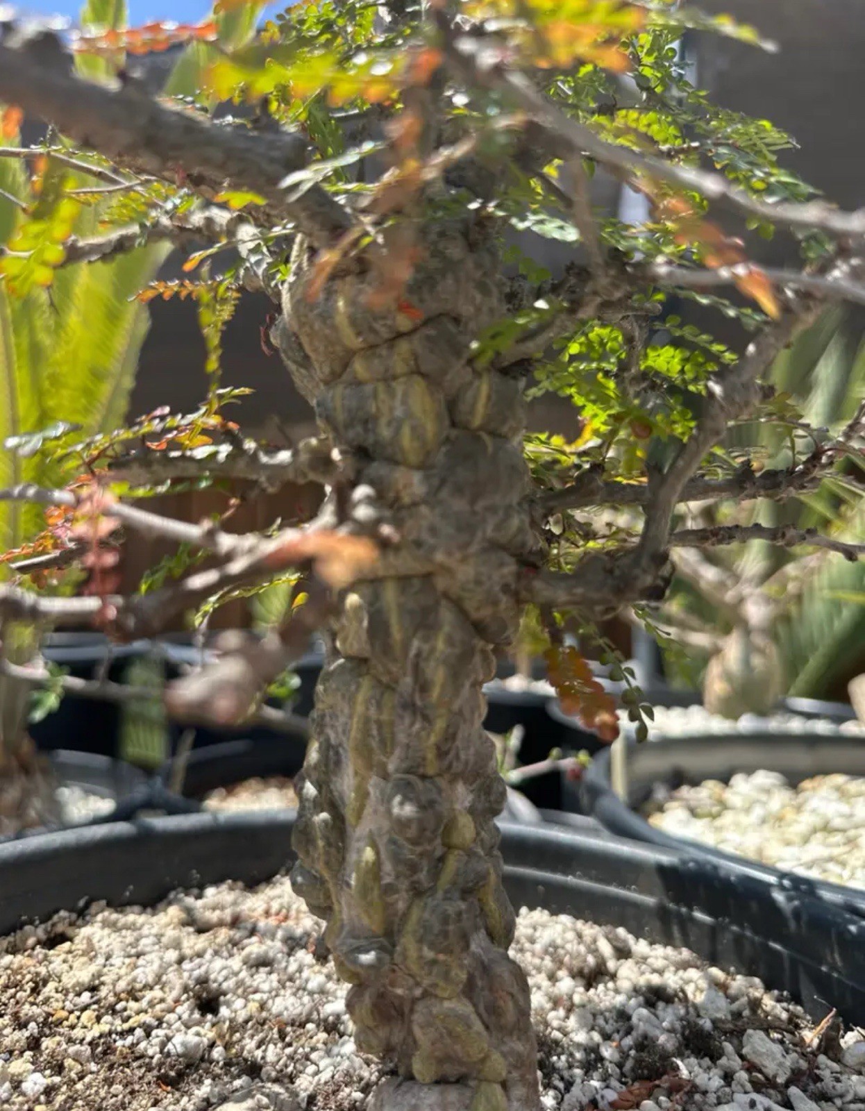 Operculicarya decaryi – Madagascar Elephant Tree – 3 years old